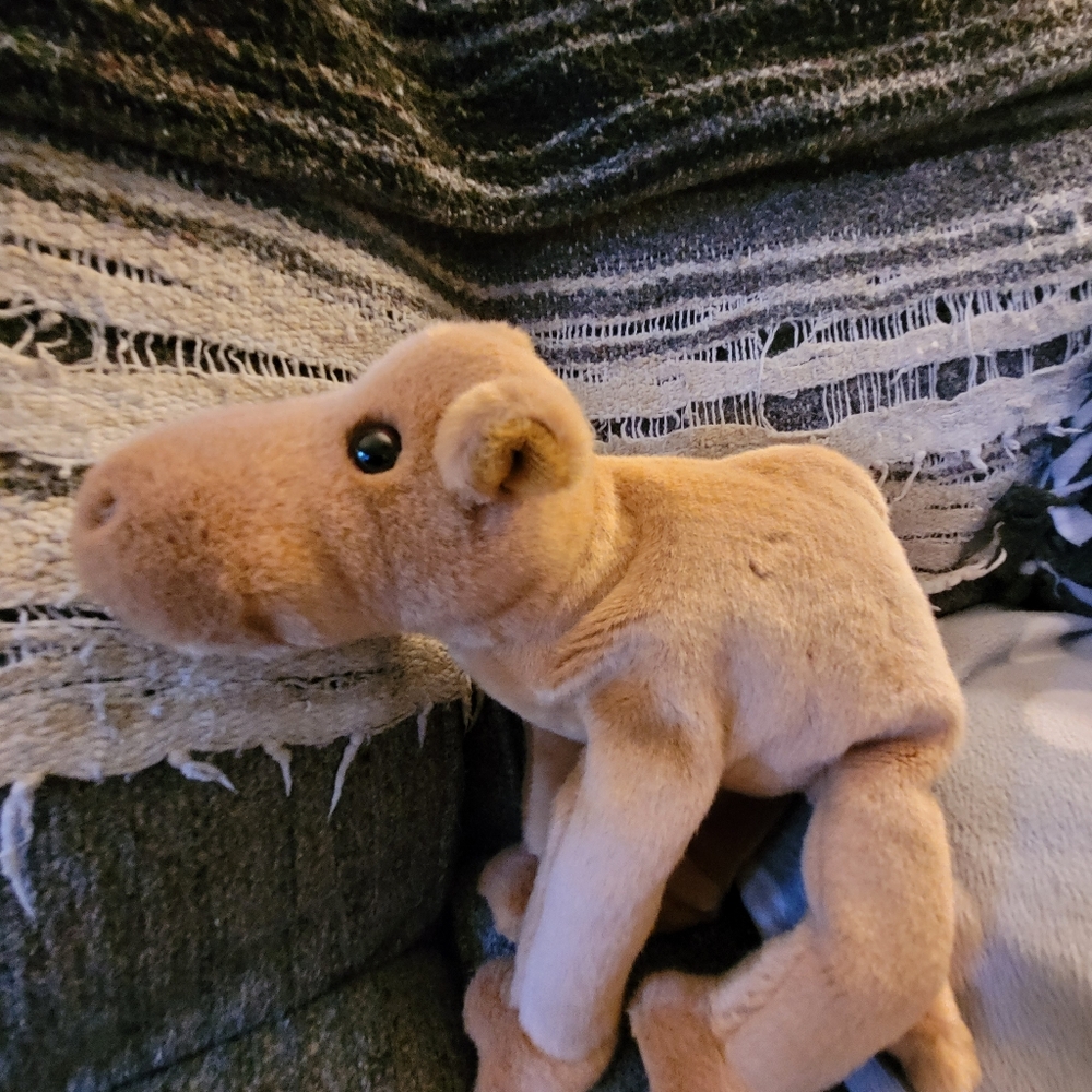 Ty beanie camel Humphrey 1998